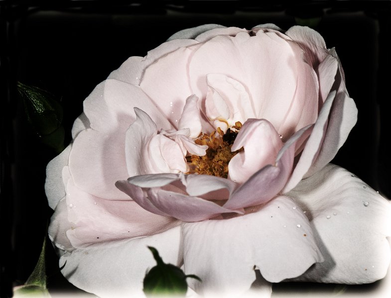 002-DX5Q5245 low key